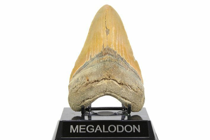 Fossil Megalodon Tooth - North Carolina #257763